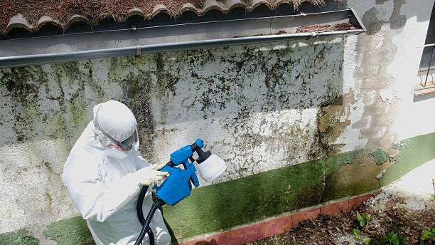 Top rated local Mold Remediation specialists in West Point, VA